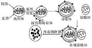 植物细胞内物质代谢与海洋生物活性物质提取的关联探究