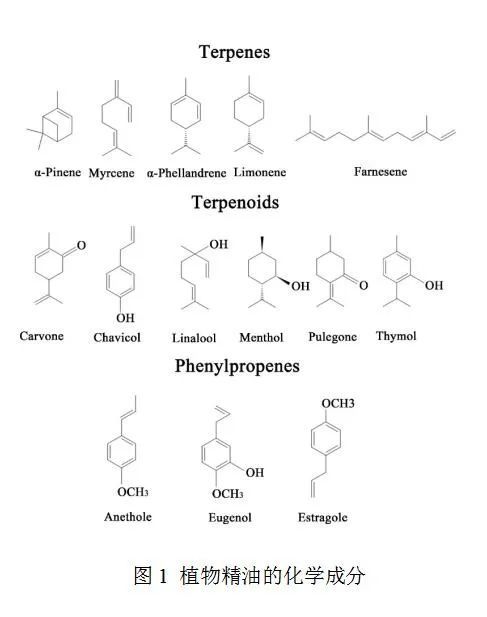 植物精油研究新突破 北方民族大学魏兆军教授团队国际顶刊综述引领前沿