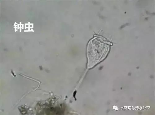 活性污泥中指示性生物合成技术研发探析