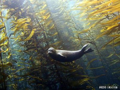 未来最有前途的肥料 海洋生物活性物质的绿色革命